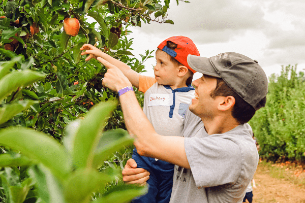 Apple Picking